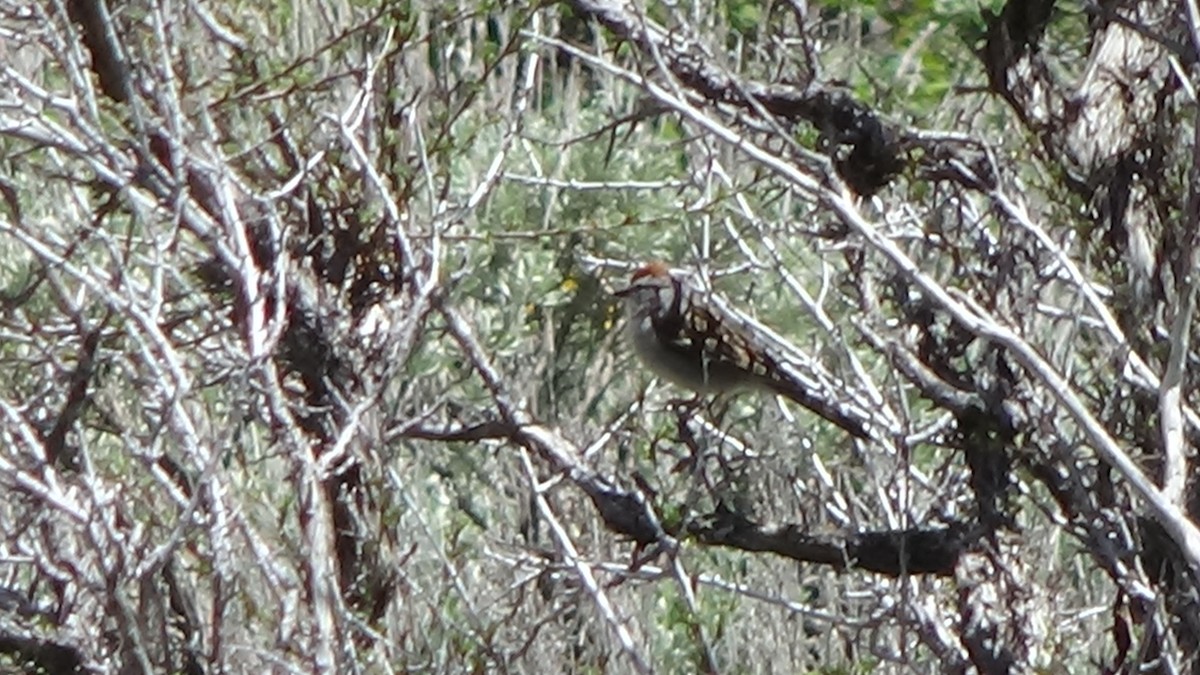 Chipping Sparrow - ML619322855