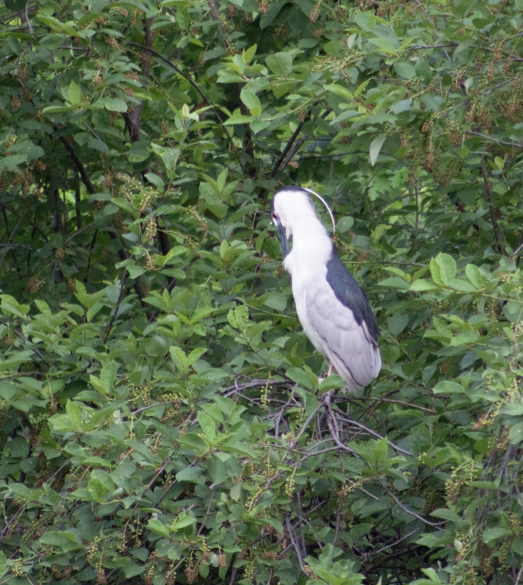 Black-crowned Night Heron - Brendan Riley