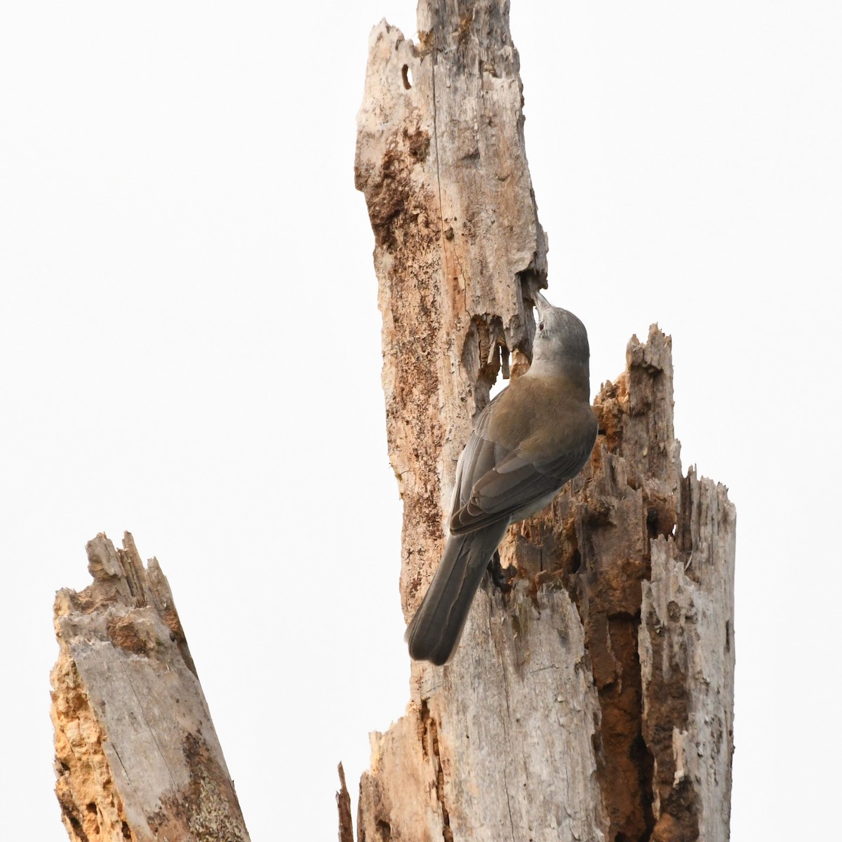 Gray Shrikethrush - Trevor Ross