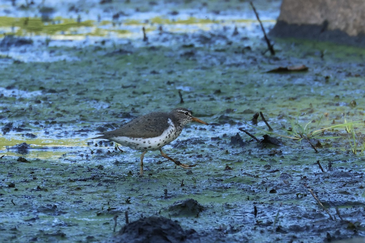 Spotted Sandpiper - E R