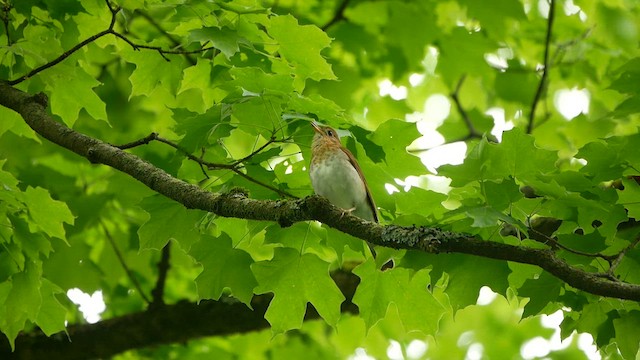 ビリーチャツグミ - ML619322876