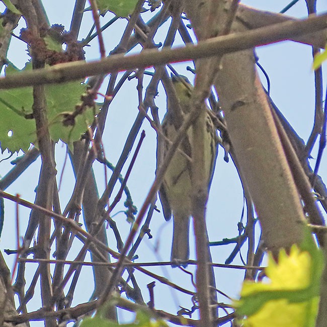 Black-throated Green Warbler - Nancy Anderson