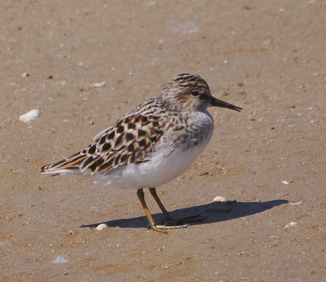 Least Sandpiper - ML619322891