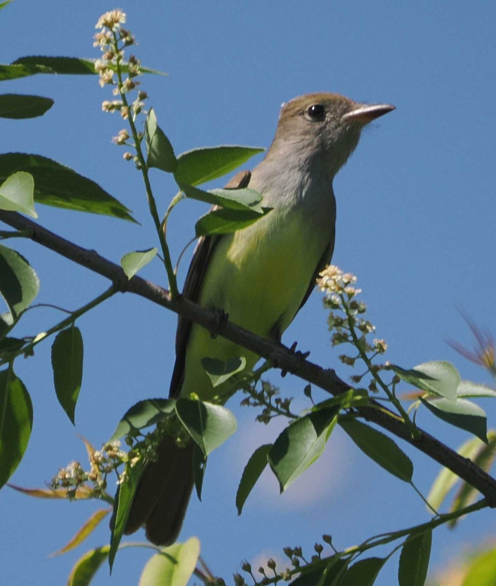 Great Crested Flycatcher - ML619322909