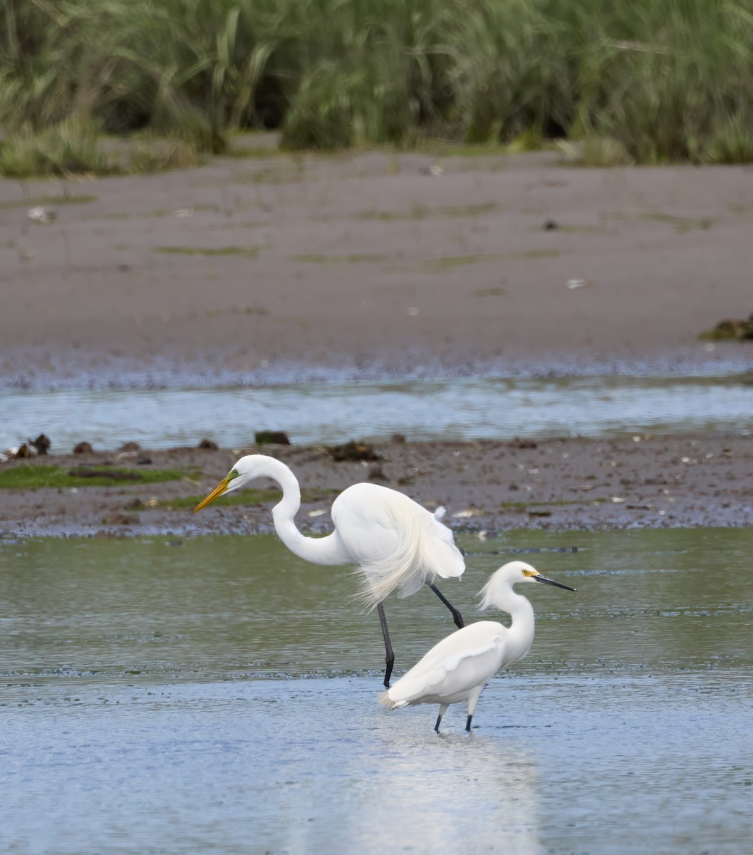 Snowy Egret - ML619322921