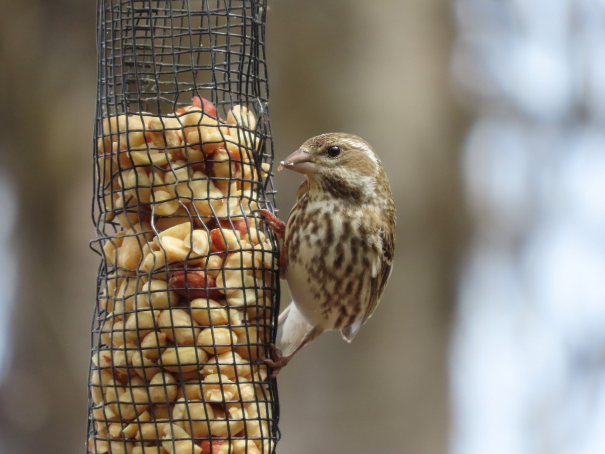 Purple Finch - Robert (Bob) Richards