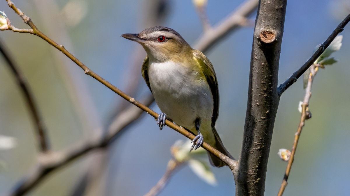 Red-eyed Vireo - Jim Carroll