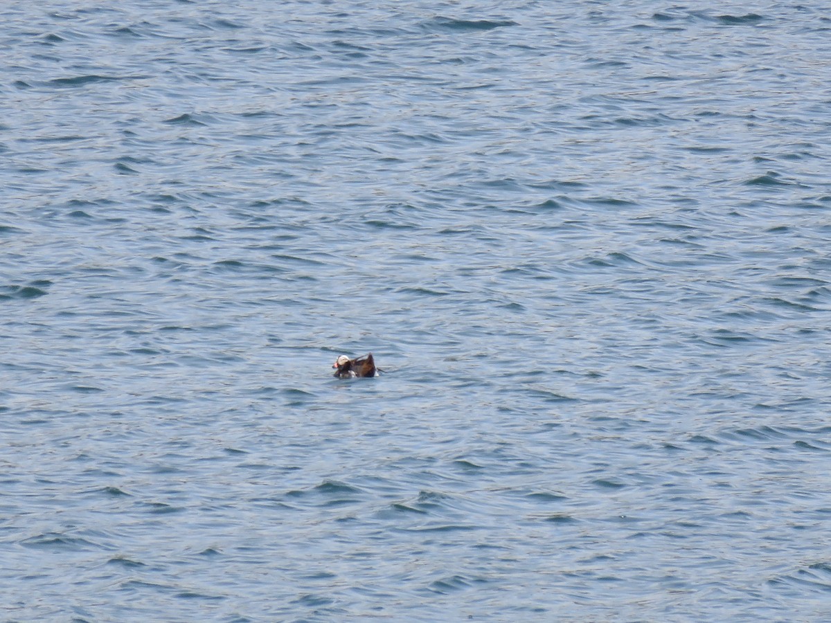 Long-tailed Duck - ML619322967