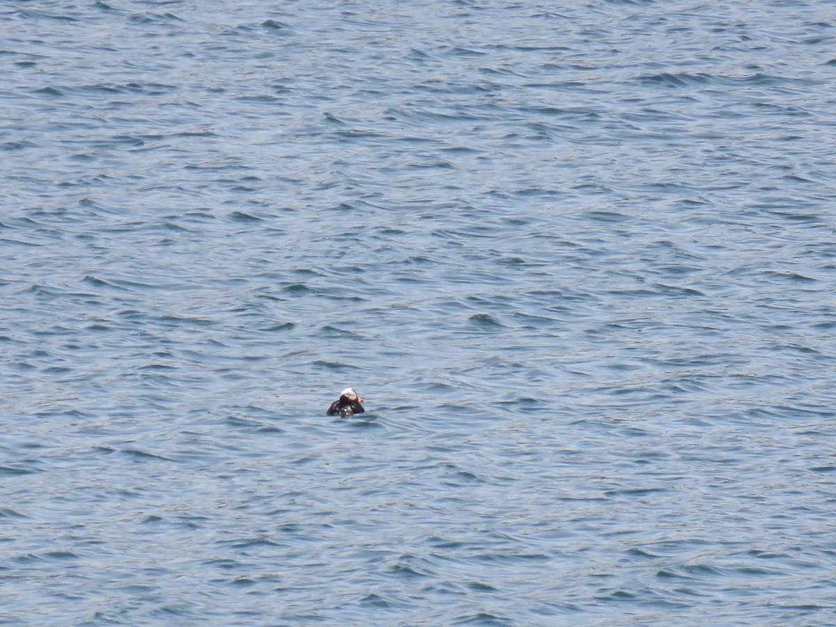 Long-tailed Duck - ML619322968