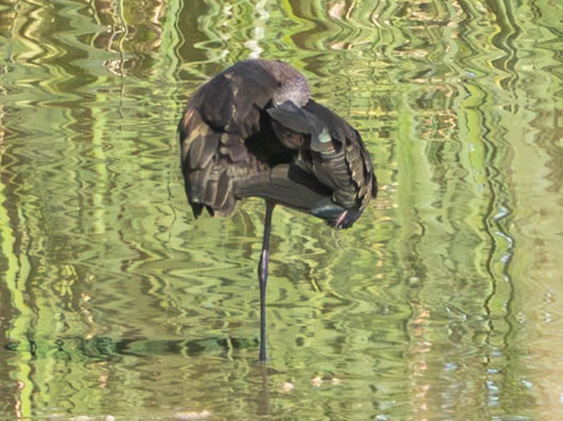 White-faced Ibis - Kurt Buzard