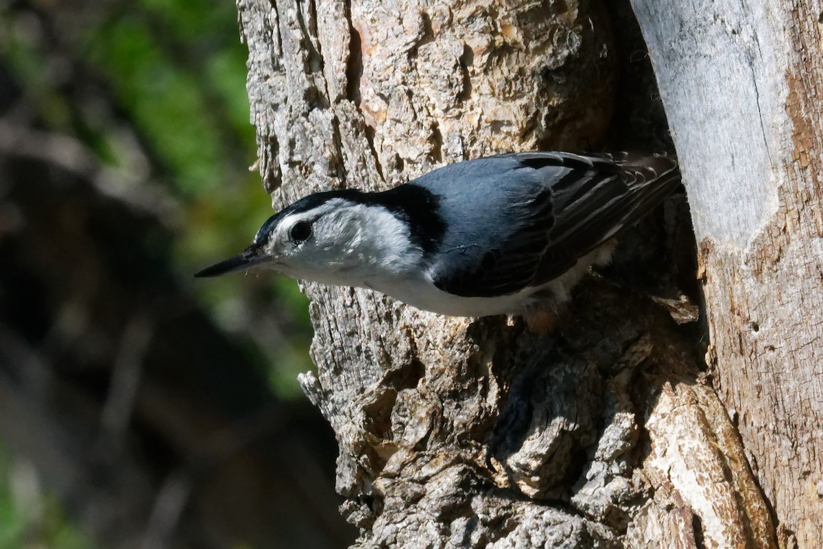 White-breasted Nuthatch - David Hoag