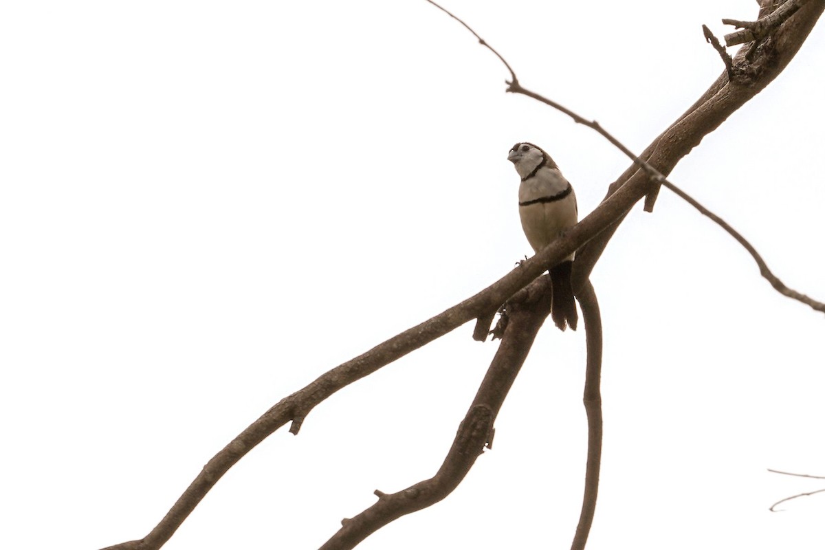 Double-barred Finch - ML619322995