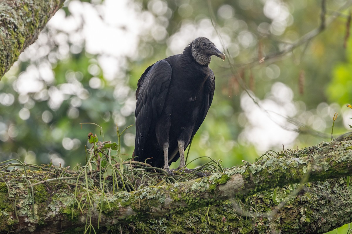 Black Vulture - ML619323002