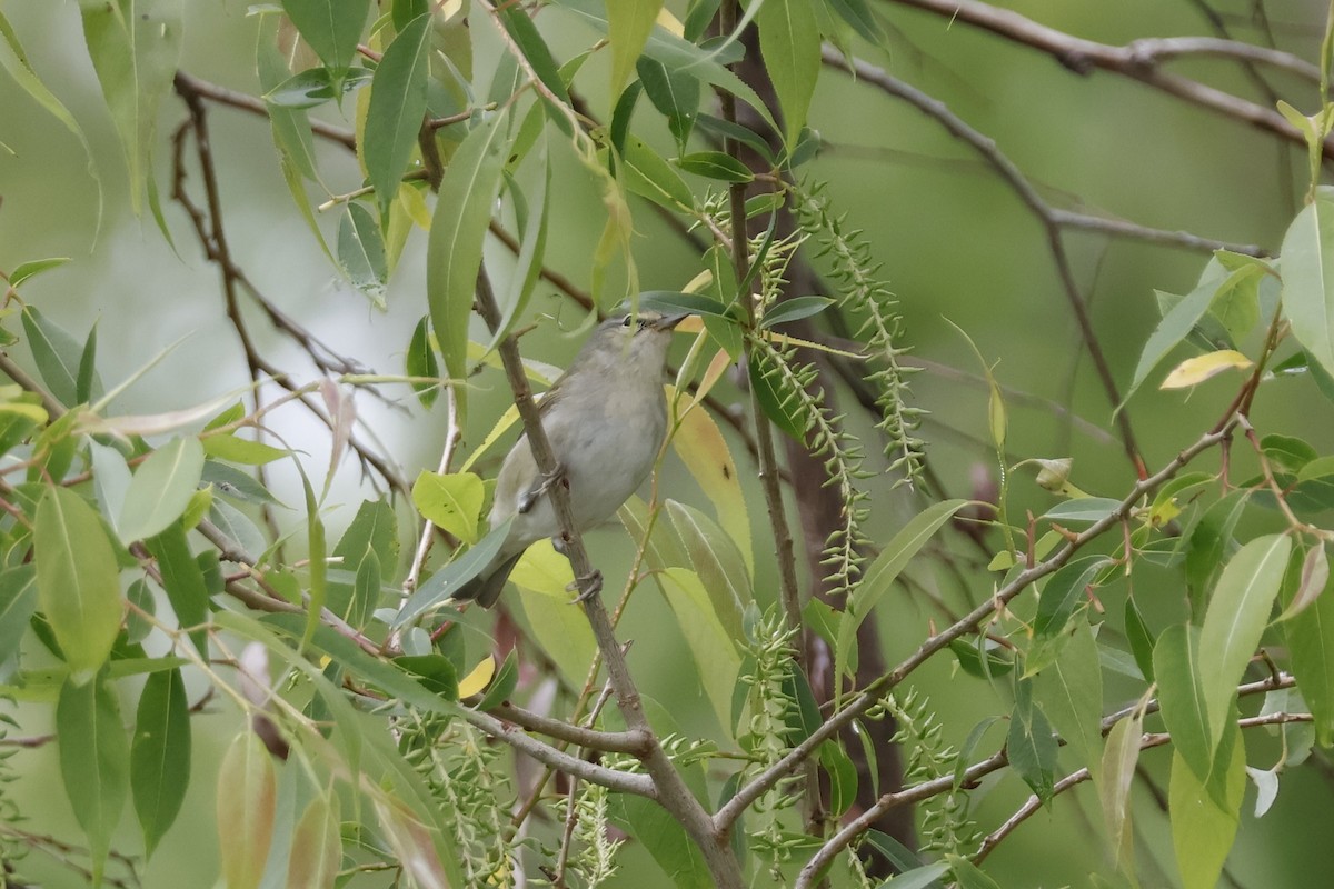 Tennessee Warbler - Mathieu Soetens