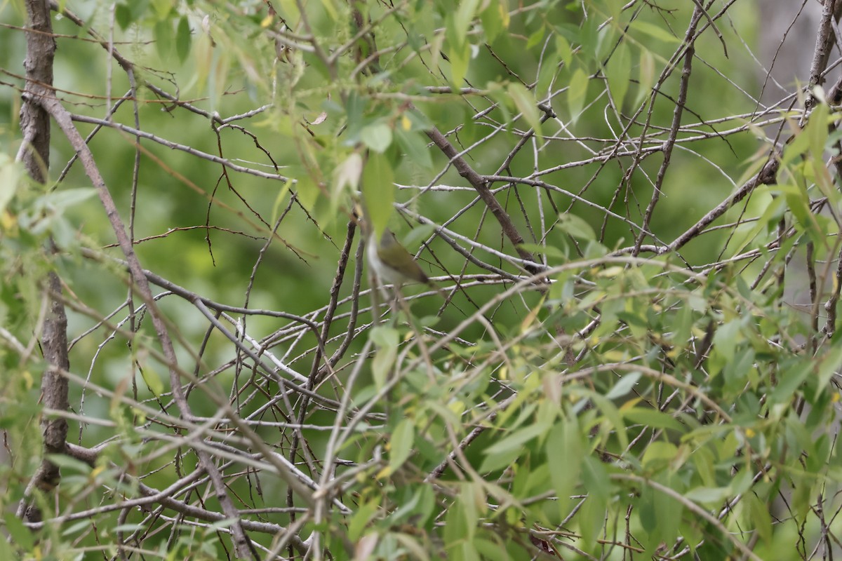 Tennessee Warbler - Mathieu Soetens