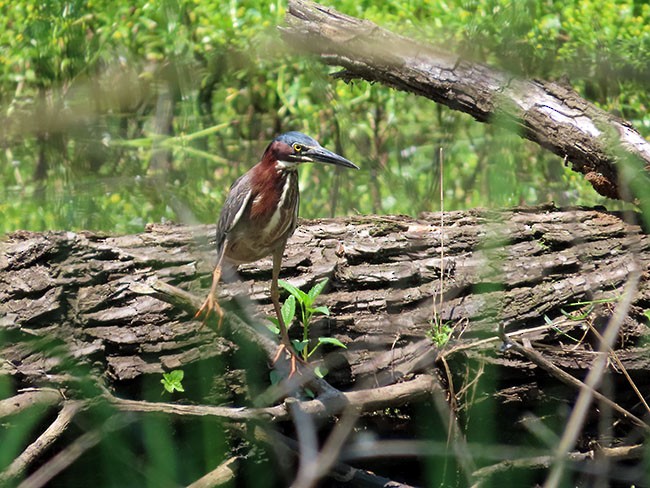 Green Heron - Nancy Anderson