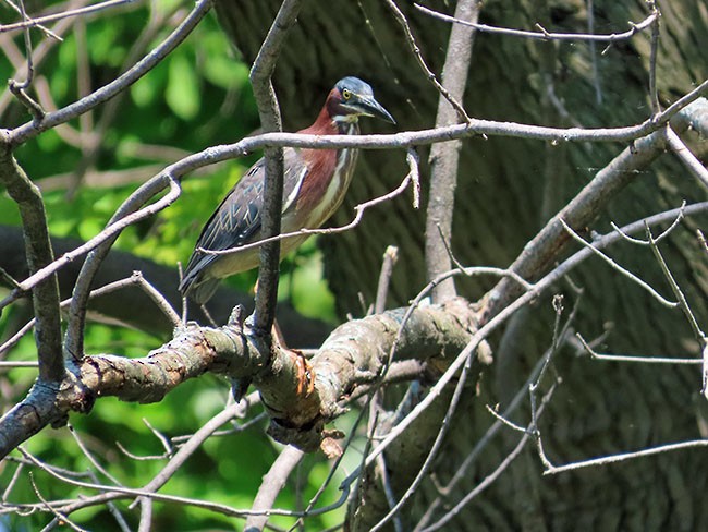 Green Heron - Nancy Anderson