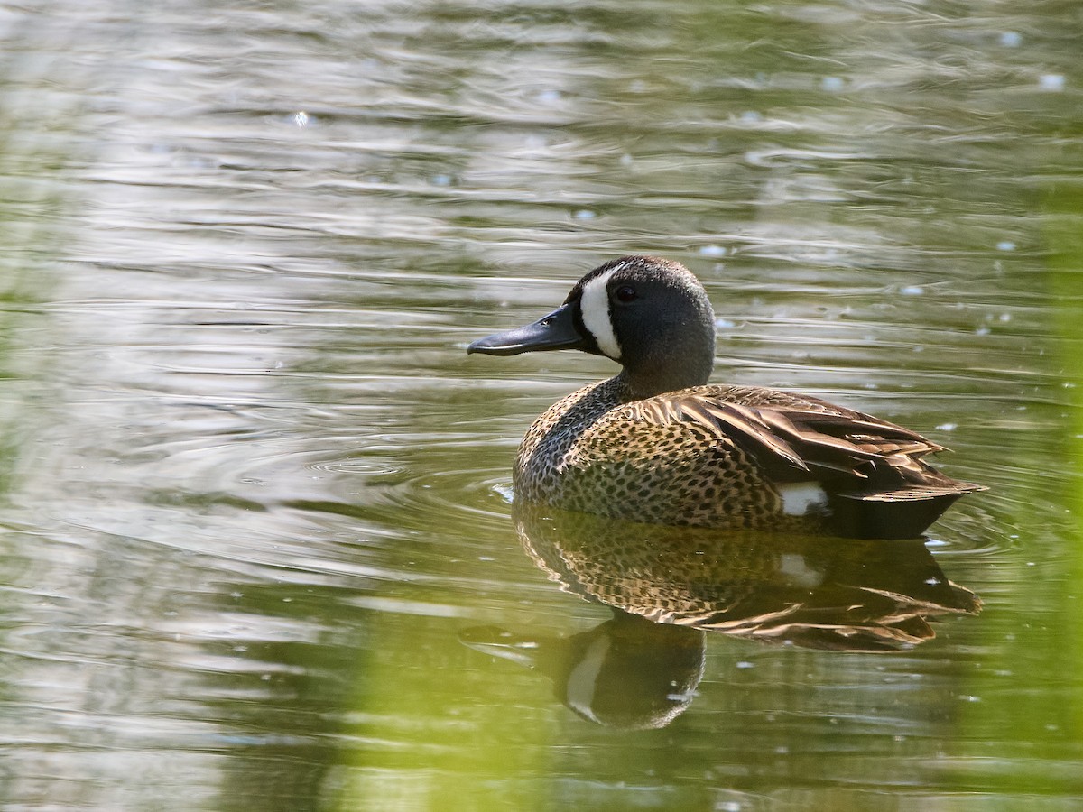 Blue-winged Teal - ML619323029