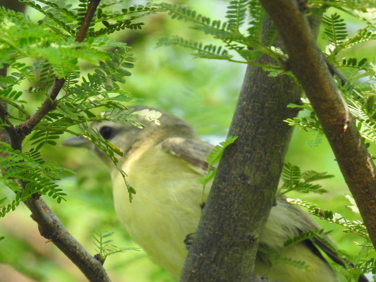 Philadelphia Vireo - Wendi Leonard