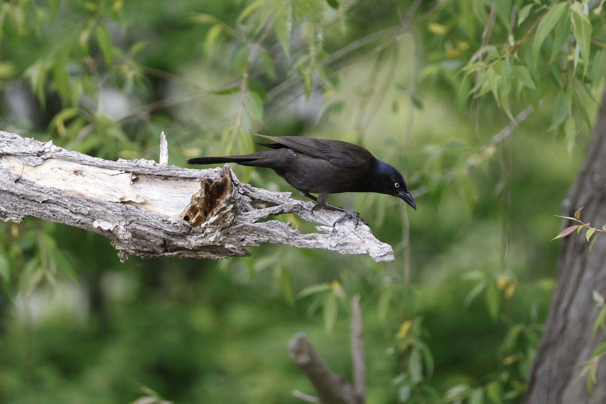 Common Grackle - ML619323046