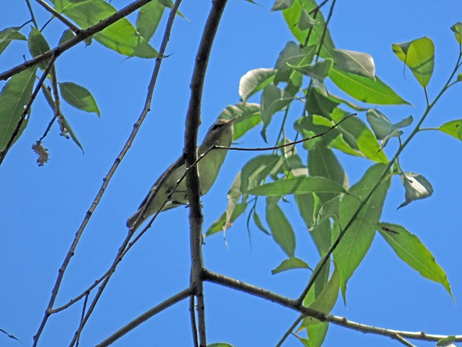 Philadelphia Vireo - Nancy Anderson