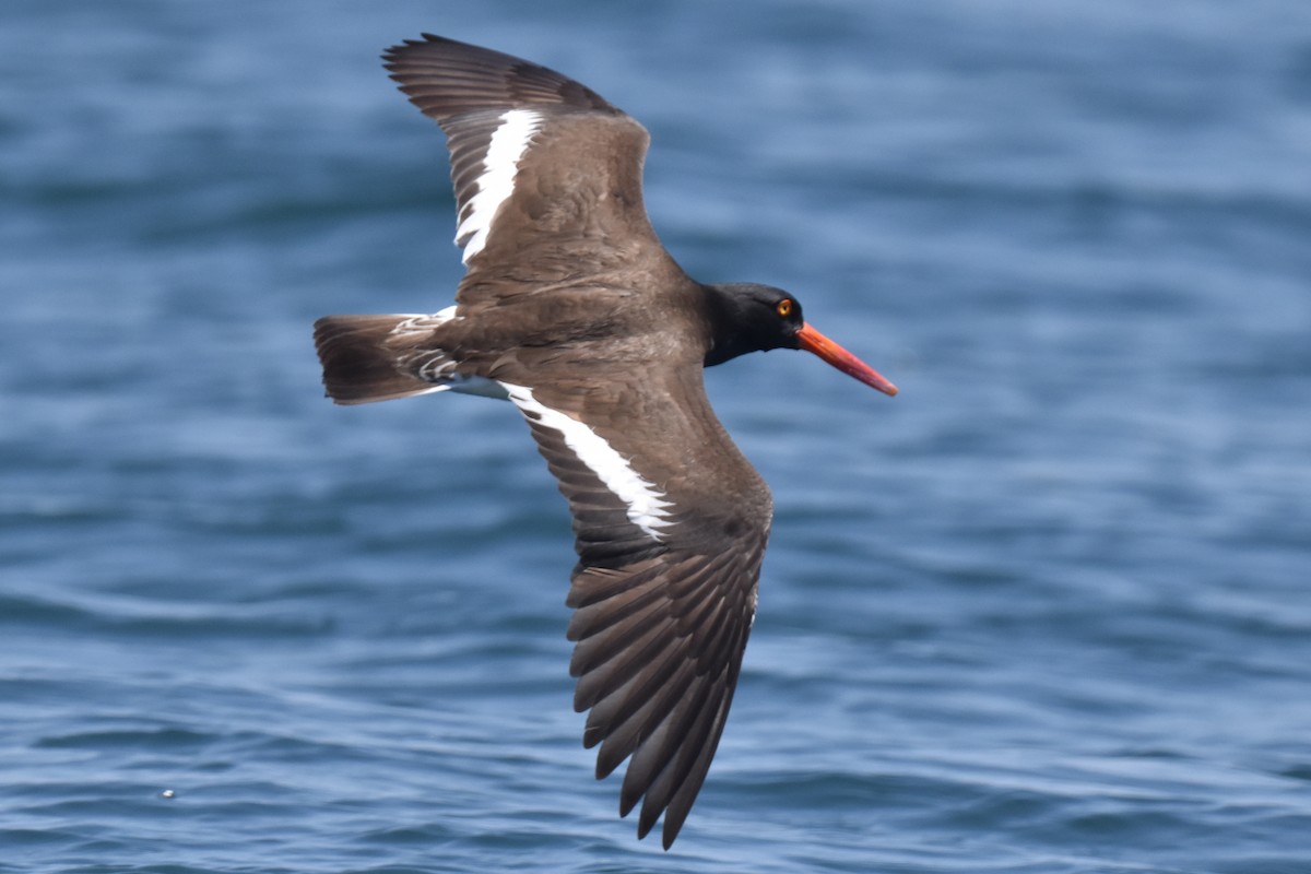 American/Black Oystercatcher - ML619323069