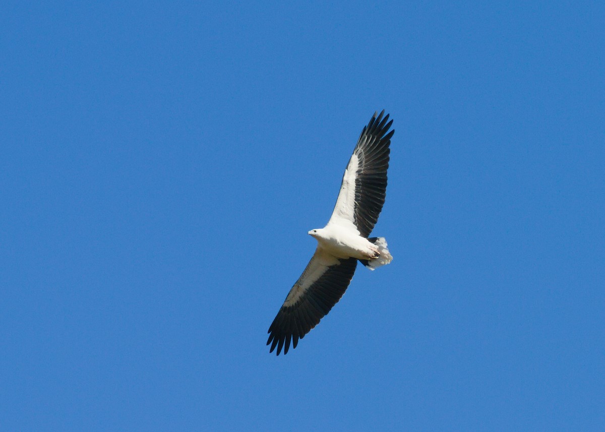 White-bellied Sea-Eagle - Kent Warner