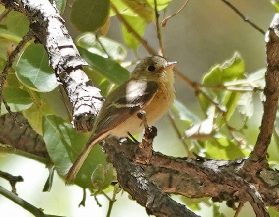 Buff-breasted Flycatcher - Cathy Beck