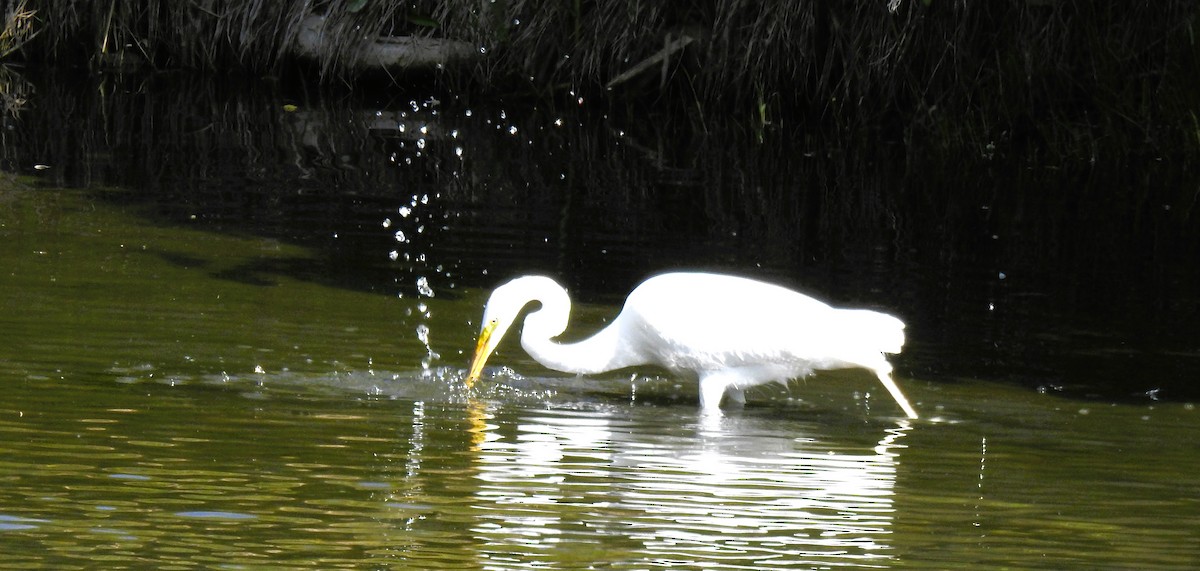 Great Egret - Elke Davis