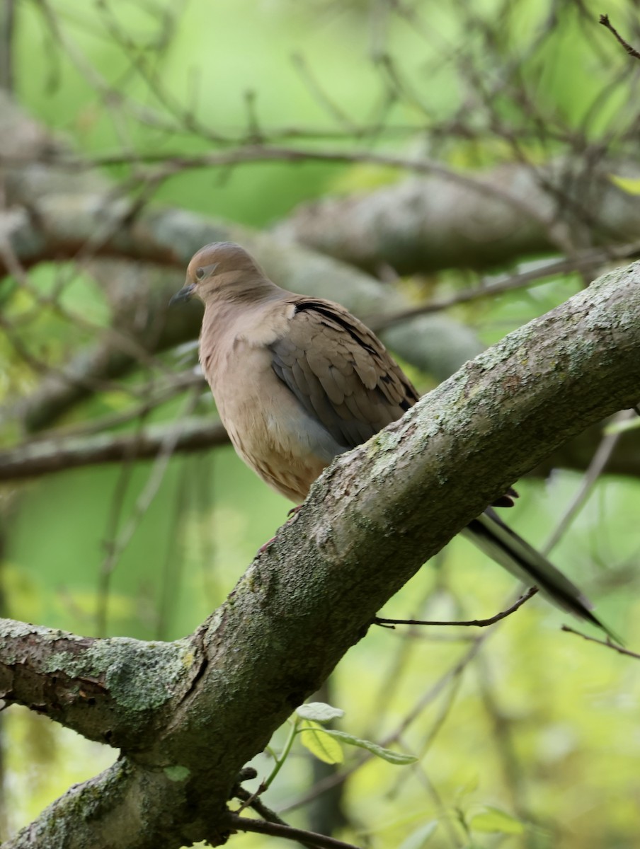 Mourning Dove - Lisa Goodwin