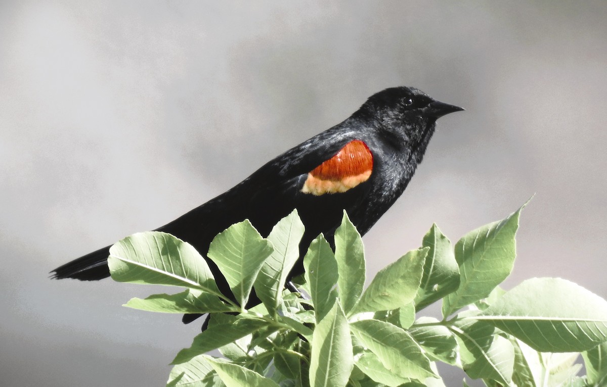 Red-winged Blackbird - Elke Davis