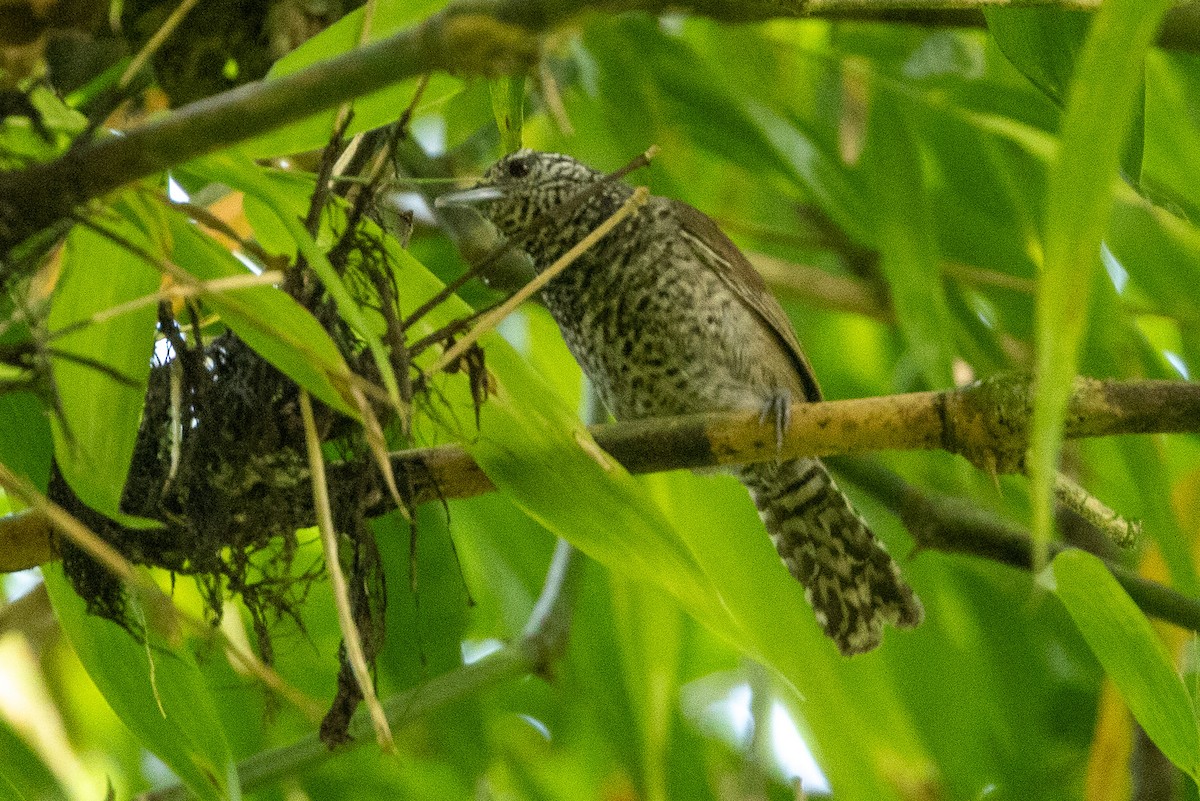 Speckle-breasted Wren - Michael Cook
