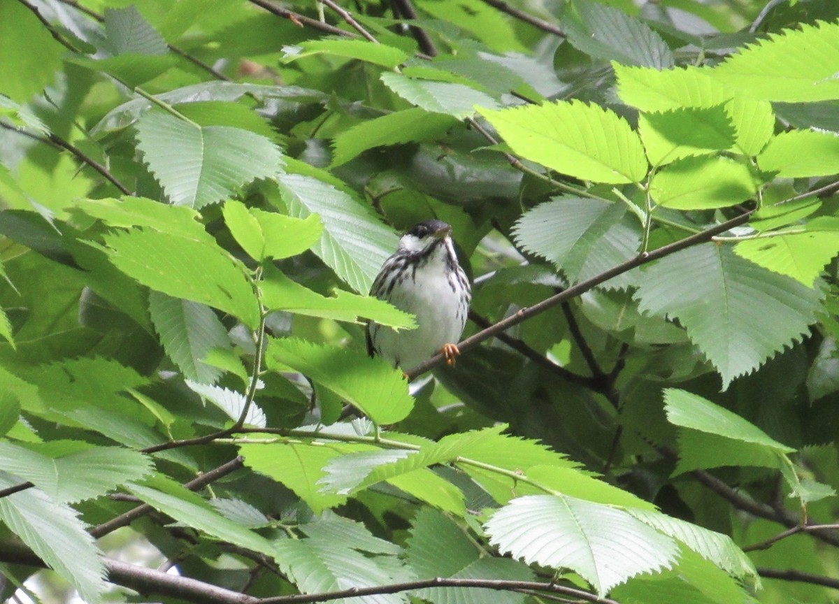 Blackpoll Warbler - ML619323147