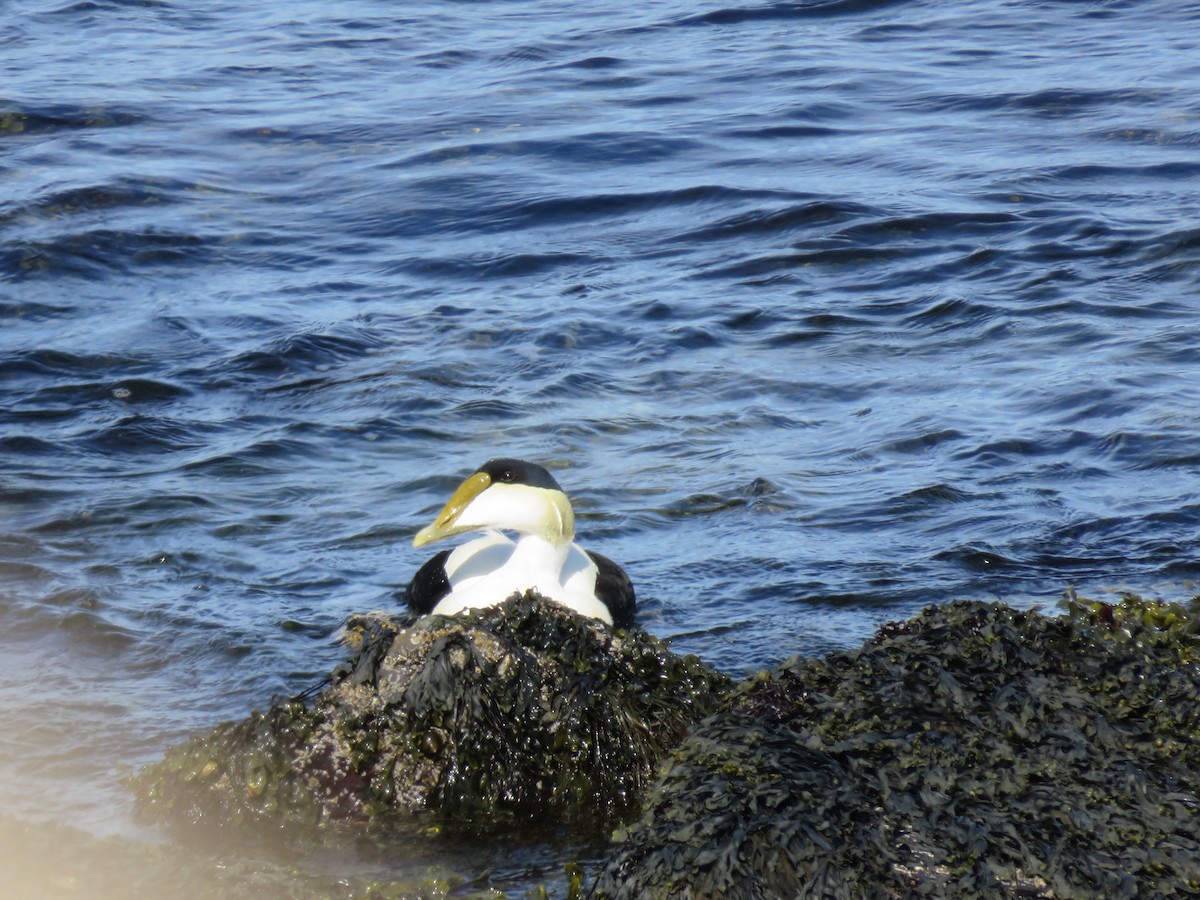 Common Eider - Travis Carroll