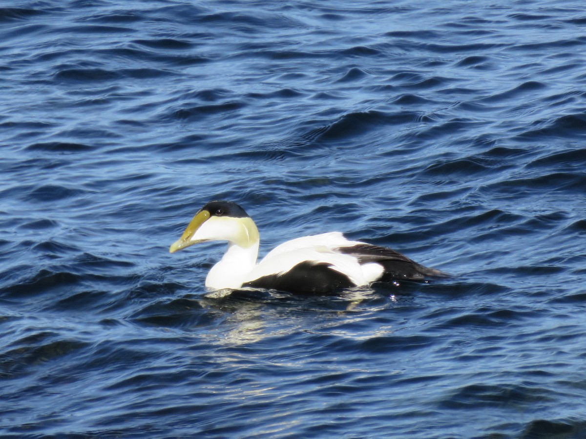 Common Eider - Travis Carroll