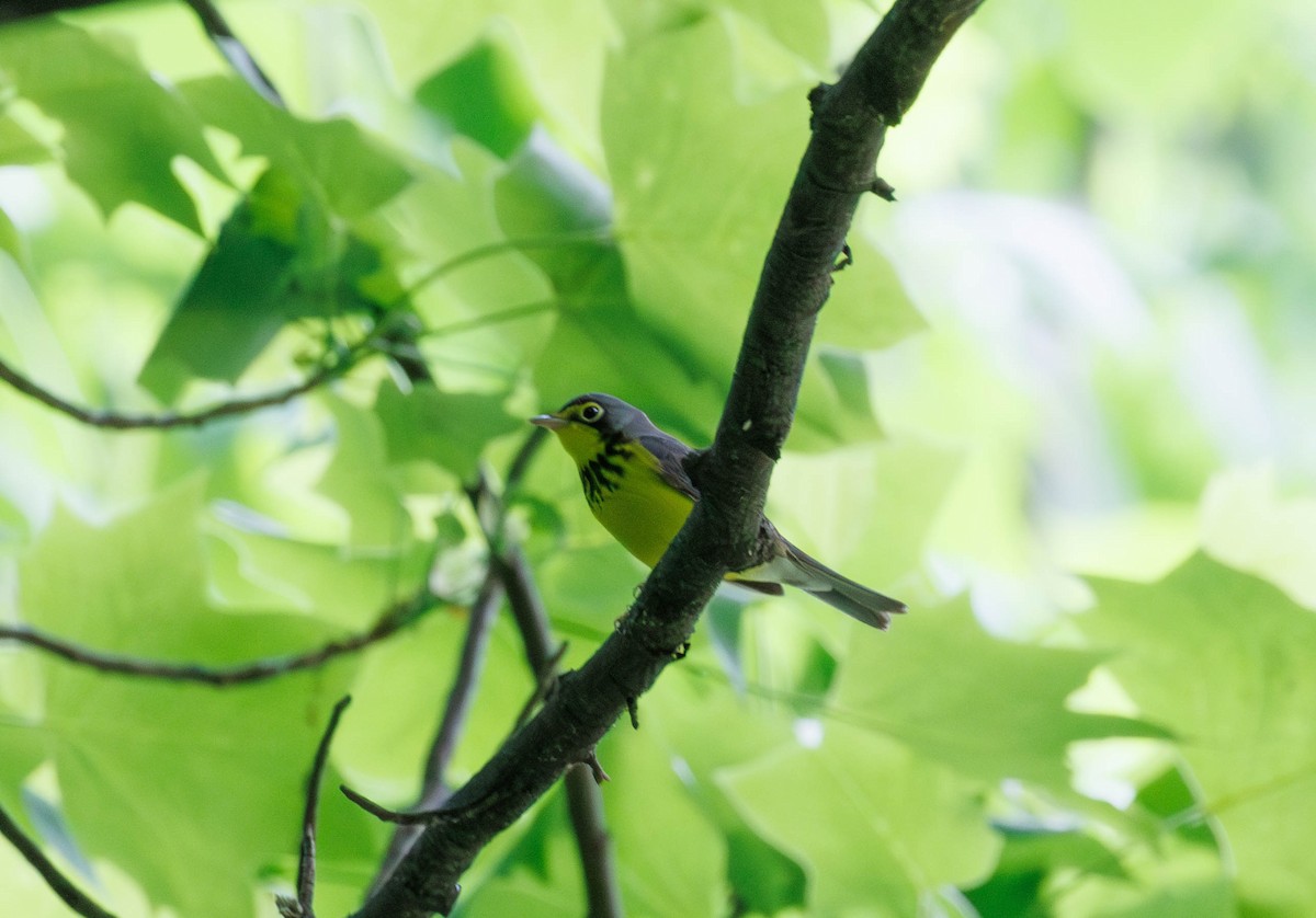 Canada Warbler - Michael Muchmore