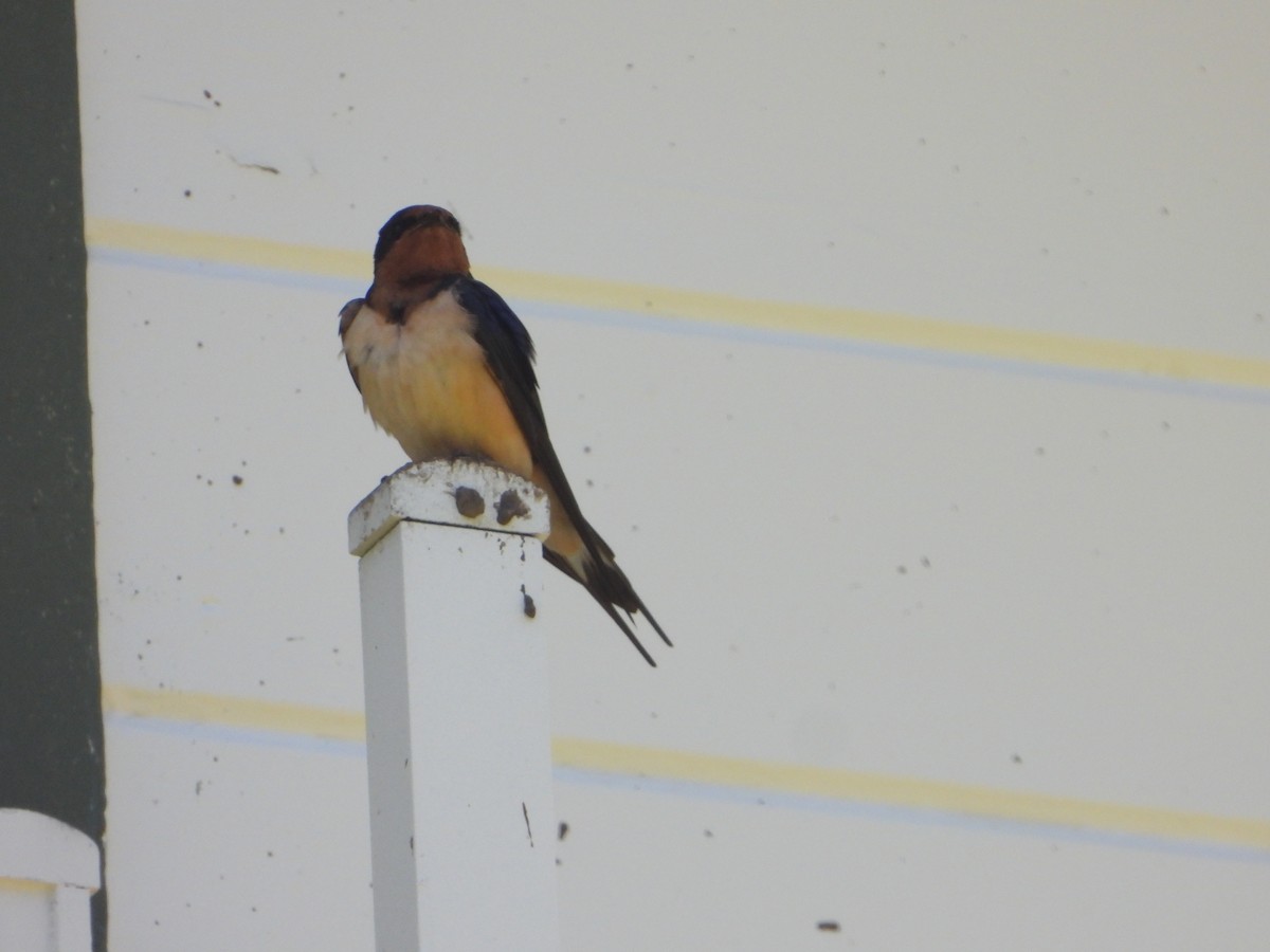 Barn Swallow - ML619323181