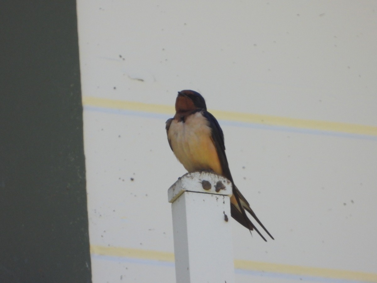 Barn Swallow - ML619323186