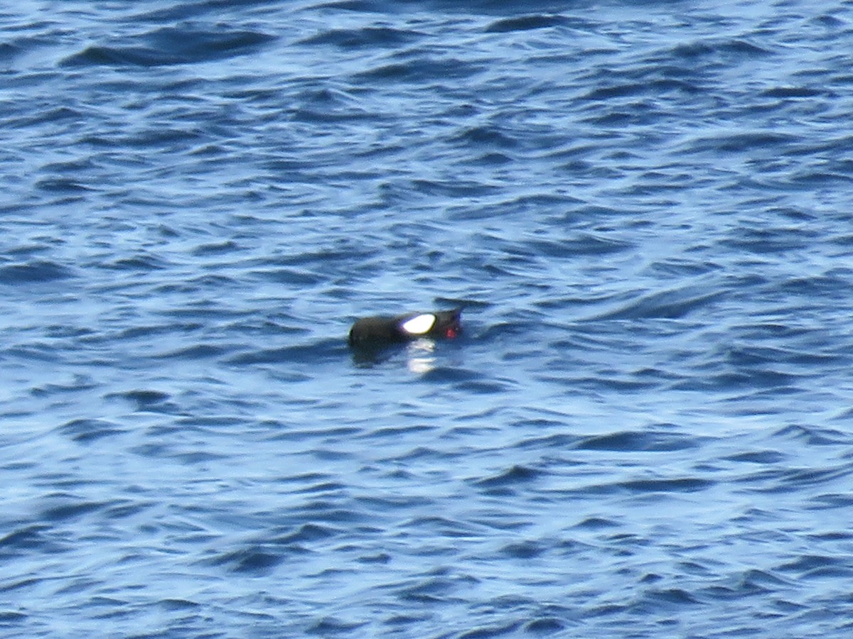 Black Guillemot - ML619323192