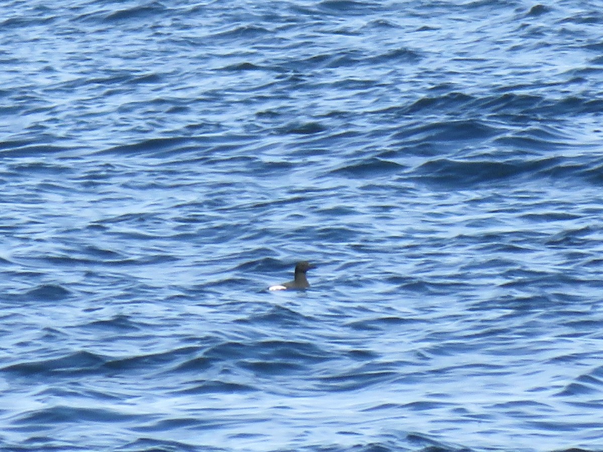 Black Guillemot - ML619323193