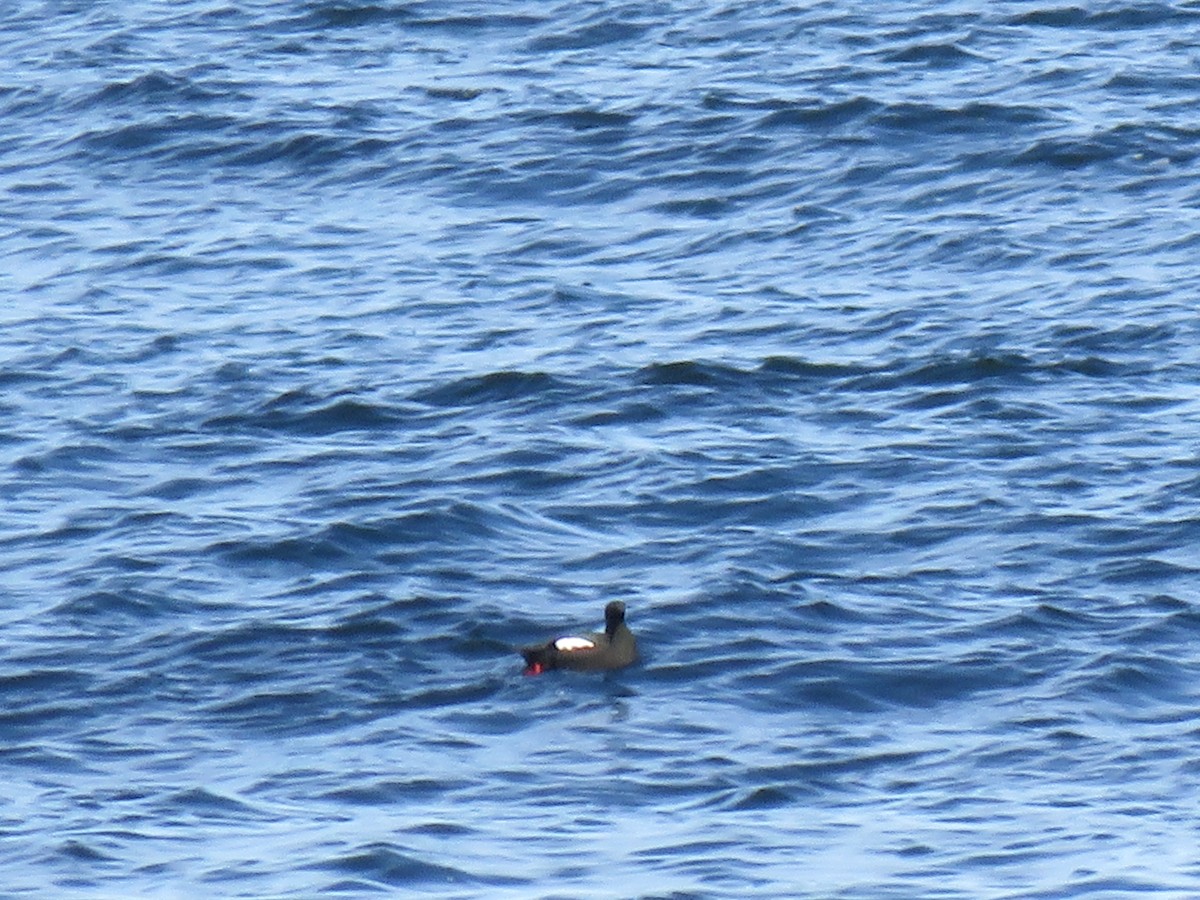 Black Guillemot - ML619323194