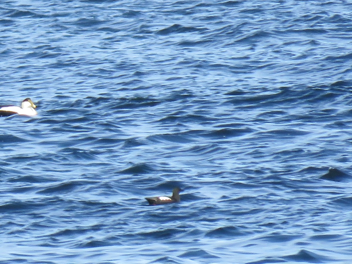 Black Guillemot - Travis Carroll