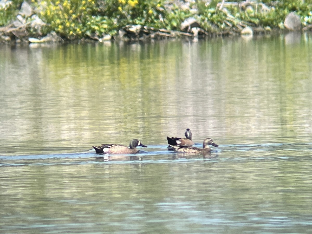 Blue-winged Teal - Daryl Bernard