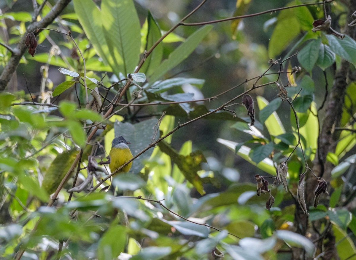 Gray-headed Canary-Flycatcher - Nara Jayaraman