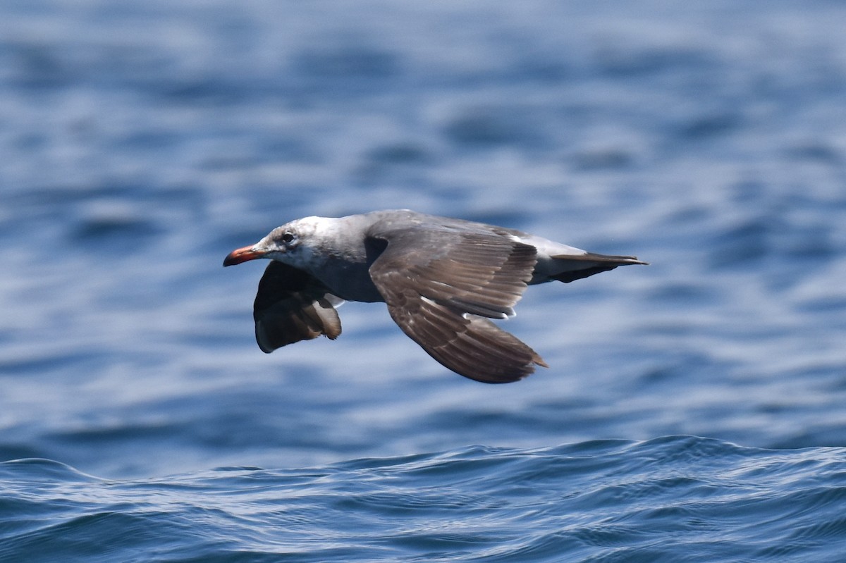 Heermann's Gull - Naresh Satyan