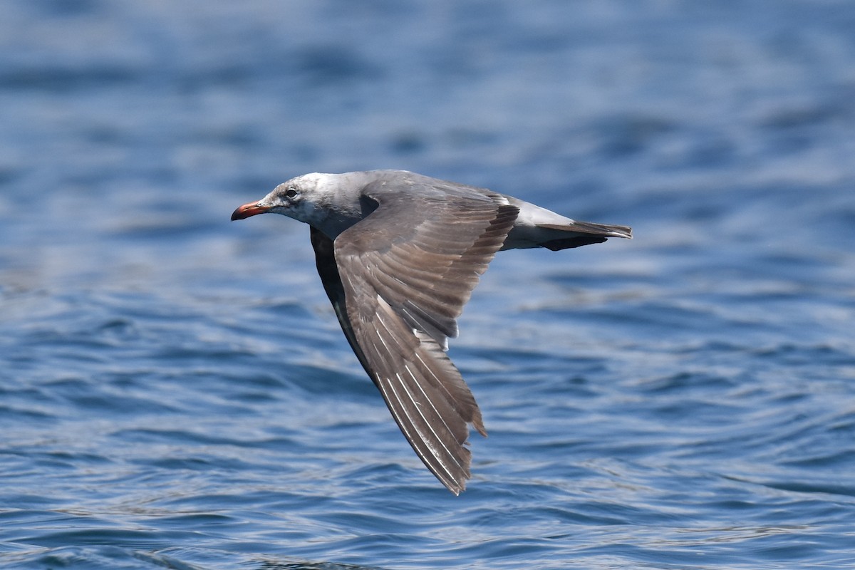 Heermann's Gull - Naresh Satyan