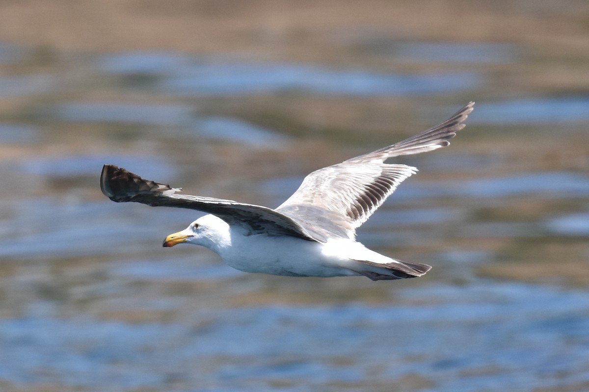 Western Gull - Naresh Satyan