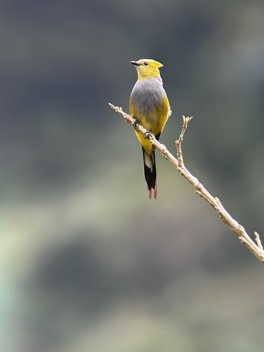 Long-tailed Silky-flycatcher - Robin DeMeo