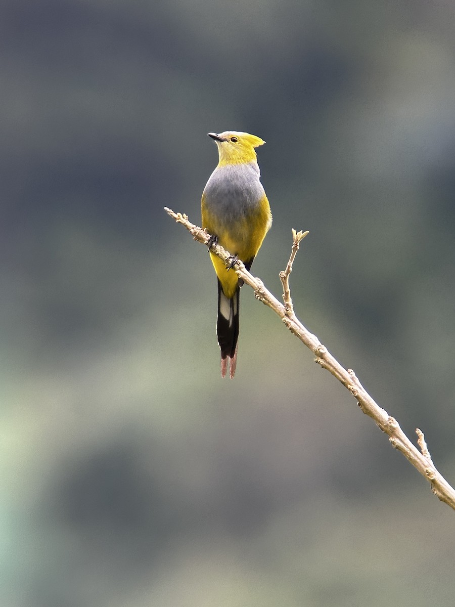 Long-tailed Silky-flycatcher - Robin DeMeo
