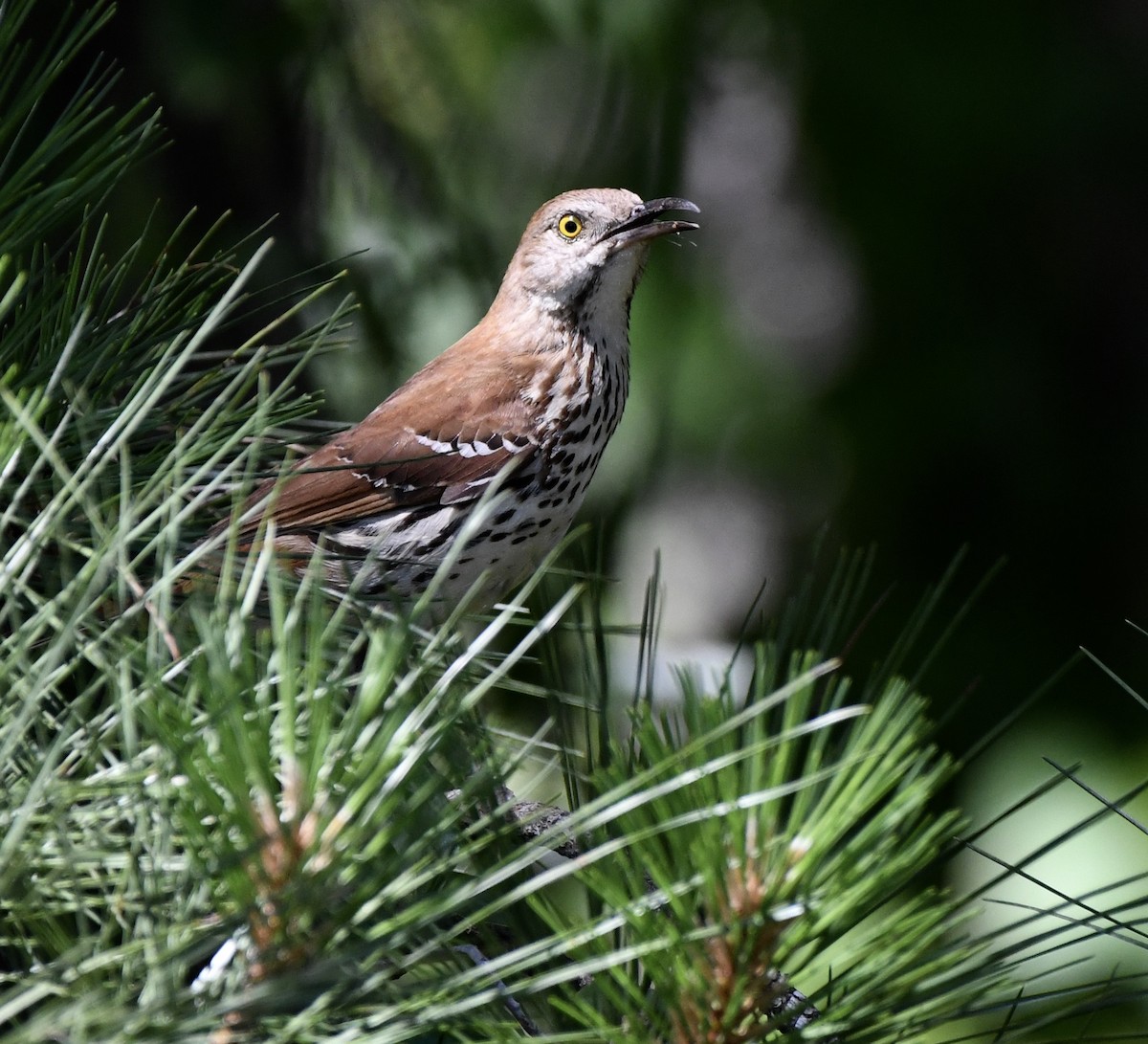 Brown Thrasher - Marie Lehmann